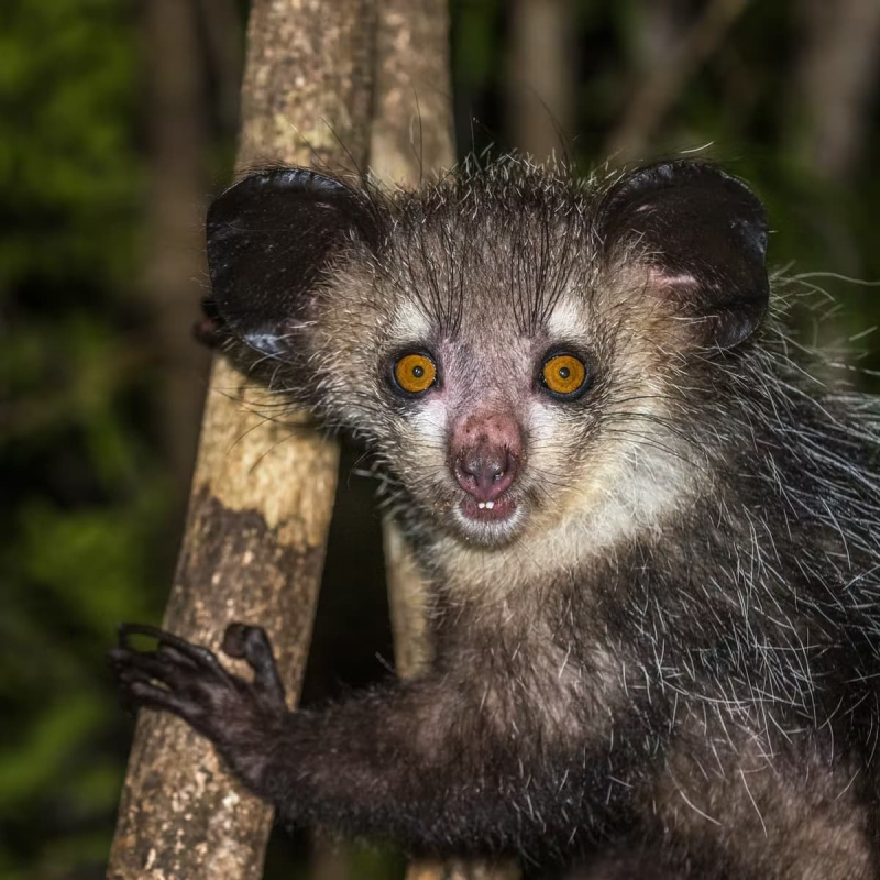 Via: Madagascar Wiki