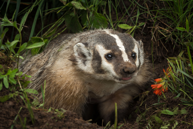 Photo:  Forest Preserve District of Will County - American badgers
