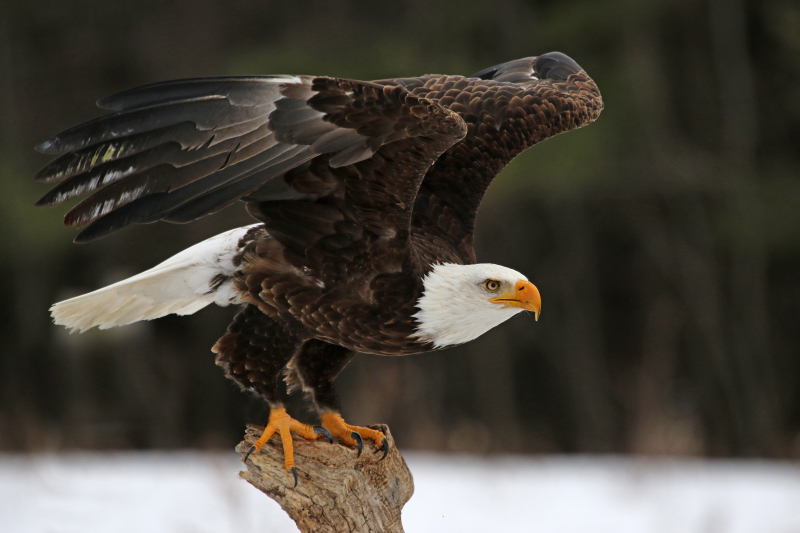 Photo:  Time Out - Bald eagle