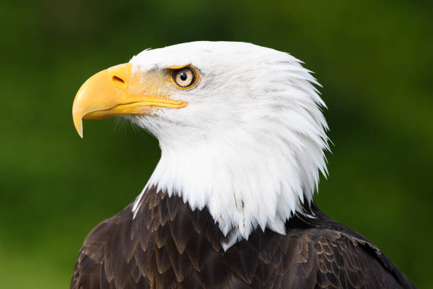 Photo:  iStock - Bald Eagle