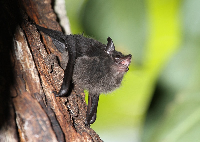 Photo:  Nature - Baby bat
