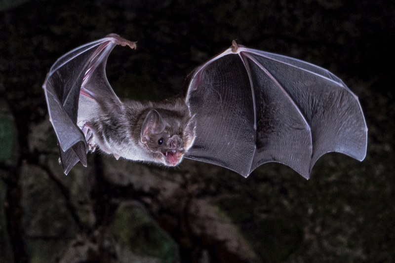 Photo:  WSLS - Bat