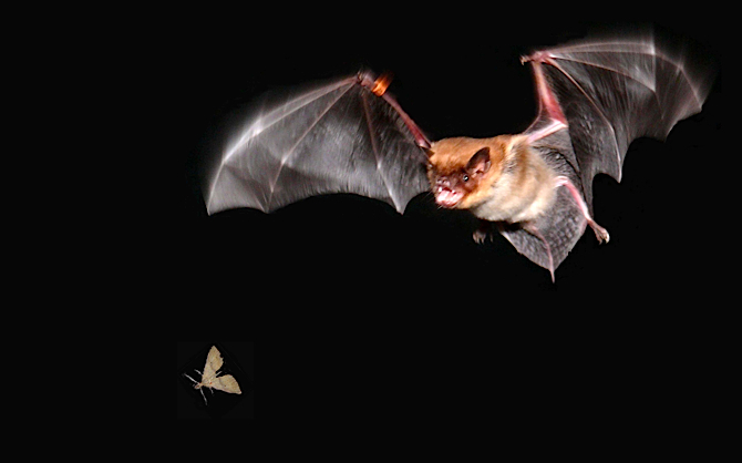 Photo: https://www.wired.com/2010/04/bat-flight-evolution/