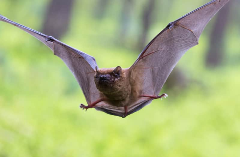 Photo: https://www.terminix.com/blog/education/do-bats-eat-mosquitoes/