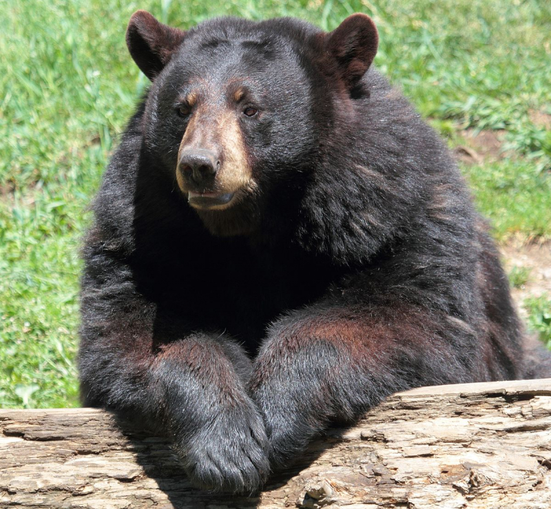 Photo:  Wiktionary - American black bear