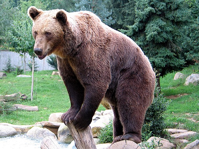 Photo:  Wikipedia - Bear