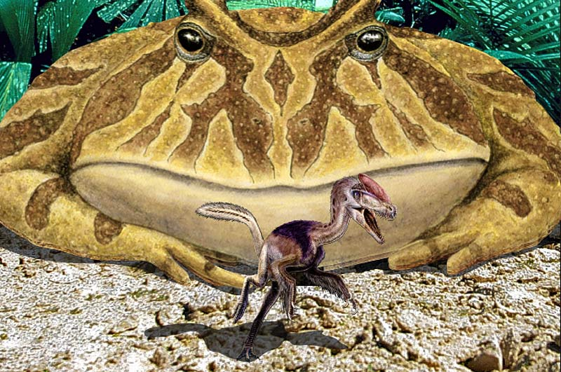 Beelzebufo Was A Frog That Ate Dinosaurs
