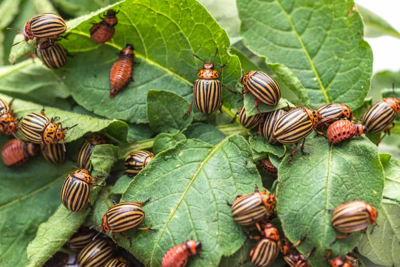 Beetles live everywhere
