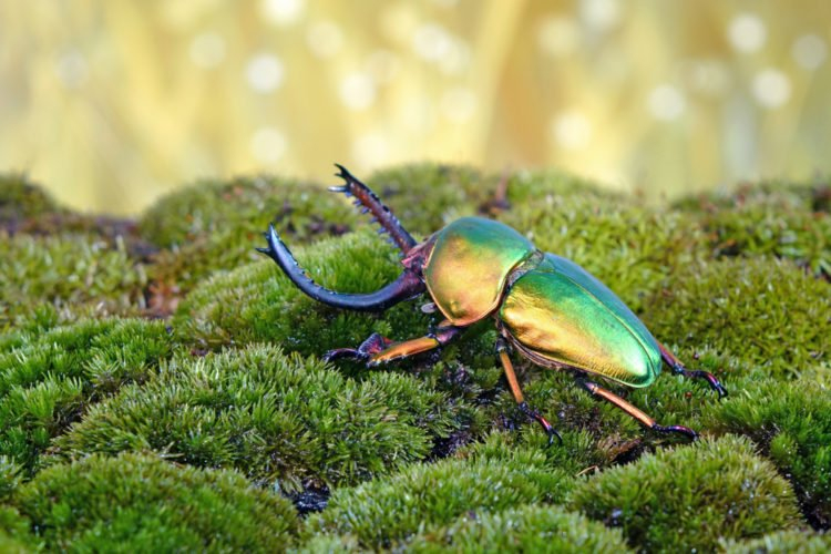 Beetles live everywhere