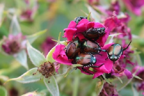 Beetles come in many different sizes