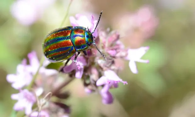 Beetles make up a large number on Earth