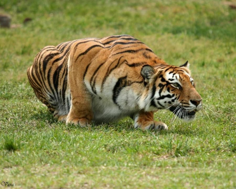 29 Interesting Facts About The Bengal Tiger - OhFact!