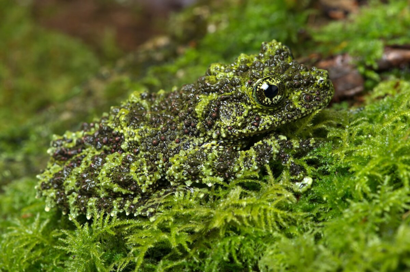 Top 15 Most Amazing Camouflage Animals 