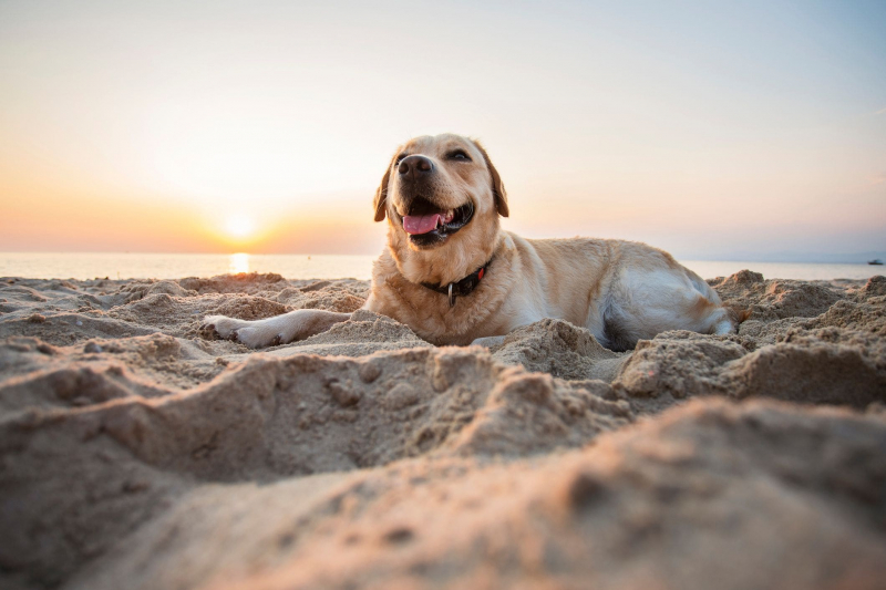 Top 5 Best Dog Beaches in Miami toplist.info