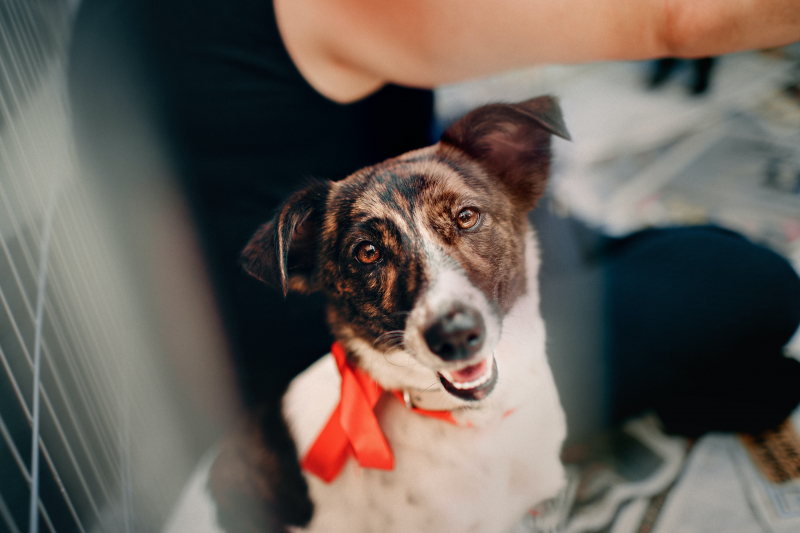 Photo by Helena Lopes: https://www.pexels.com/photo/photo-of-dog-looking-1904106/