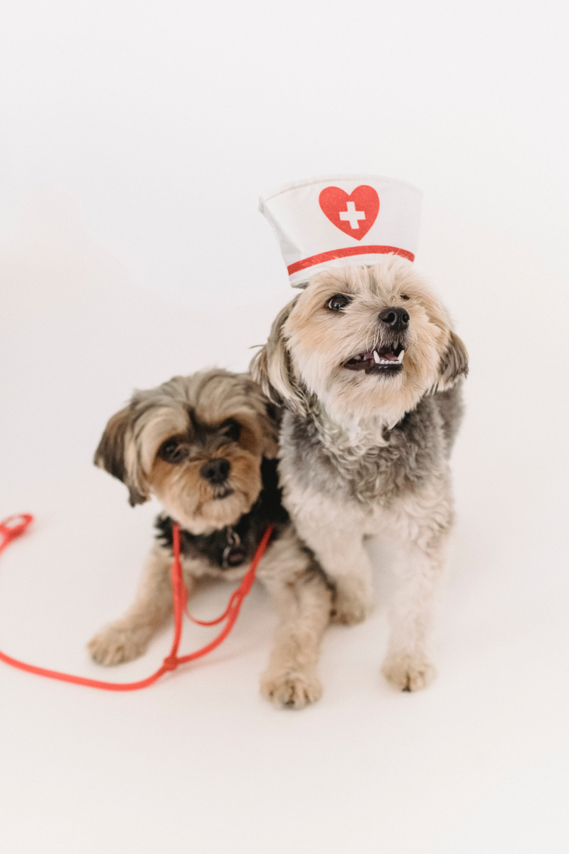 Photo by Sam Lion: https://www.pexels.com/photo/small-funny-yorkshire-terrier-dogs-with-nurse-cap-and-stethoscope-5731861/