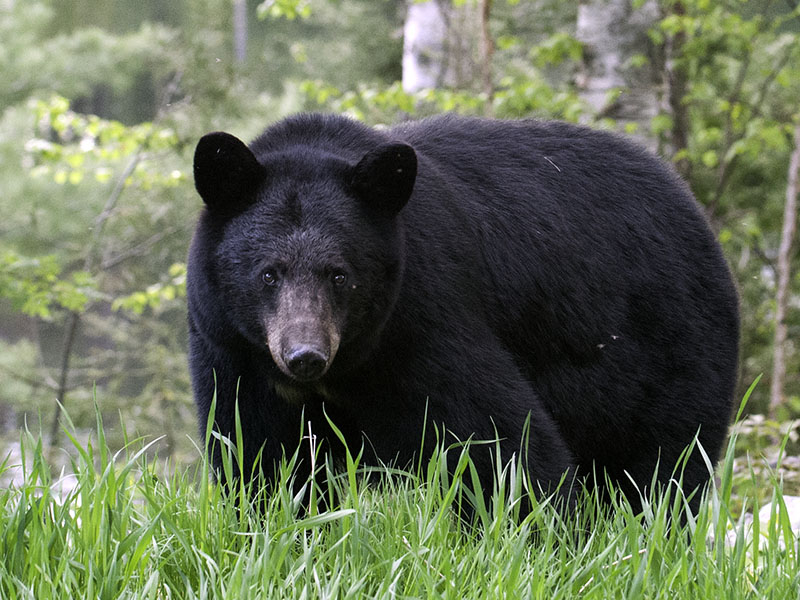 Photo: bear.org