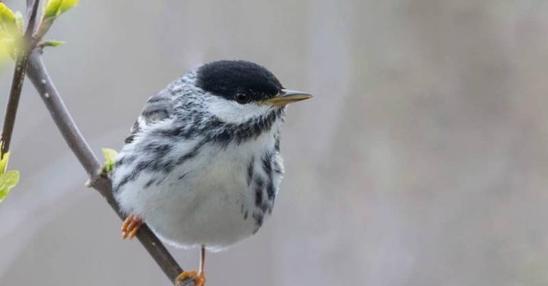 Photo: https://www.audubon.org/field-guide/bird/blackpoll-warbler