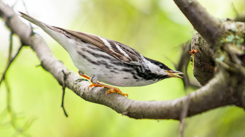 Photo: https://www.allaboutbirds.org/guide/Blackpoll_Warbler/lifehistory
