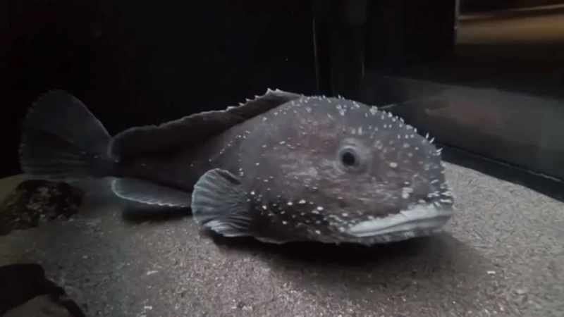 Blobfish Look Like in Its Natural Environment (Via: Snopes.com)