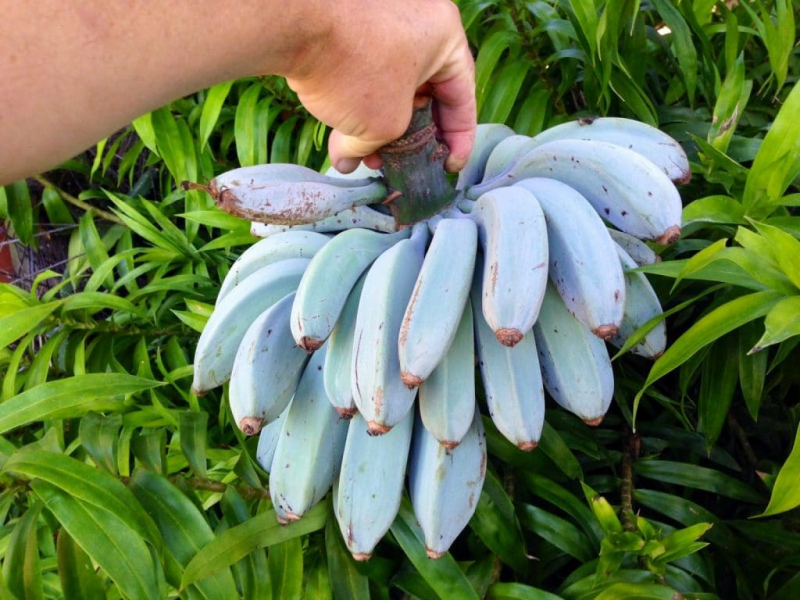Blue Java bananas