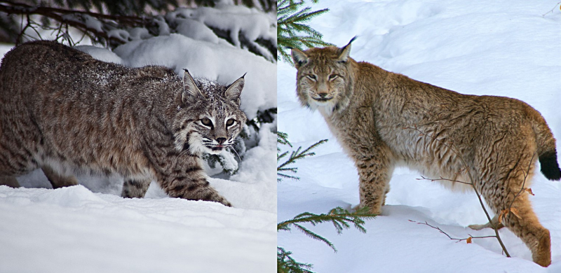 Photo: https://animals.howstuffworks.com/mammals/bobcat-vs-lynx.htm