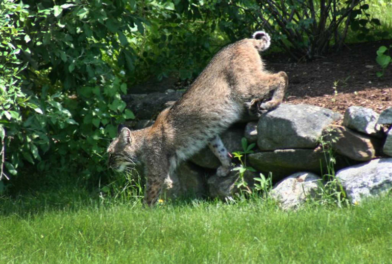 Photo: https://www.ctinsider.com/columnist/article/Robert-Miller-More-bobcats-are-on-the-prowl-in-16948311.php