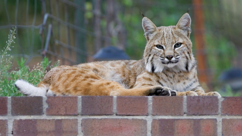 Photo: https://nhm.org/stories/backyard-bobcats-la