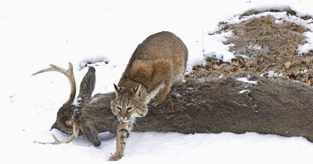 Photo: https://www.alamy.com/bobcat-lynx-rufus-explores-recent-deer-kill-by-wolvesphotographed-image60594945.html