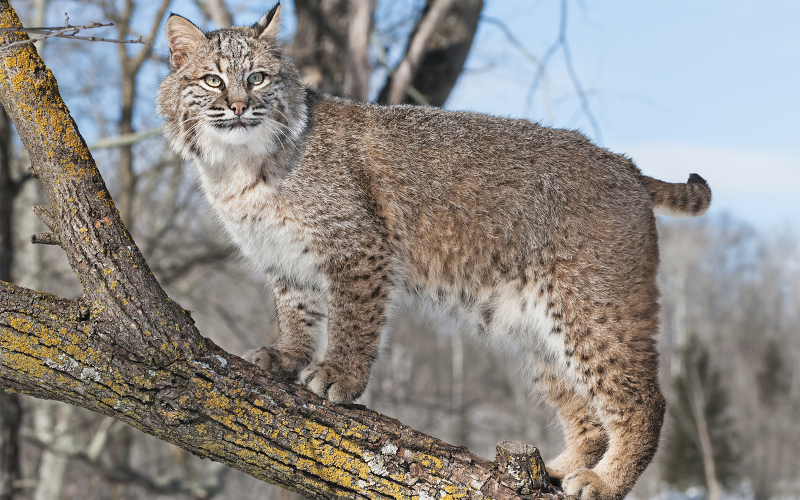 Photo: https://amazing-animals-planet.com/post/are-bobcats-hard-to-hunt