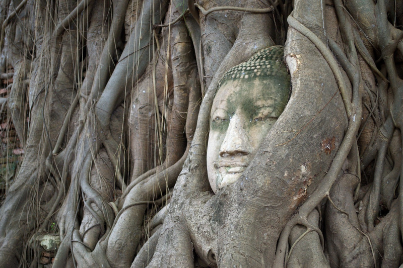Photo by https://www.needpix.com/photo/752010/head-of-god-bodhi-tree-ayutthaya-tourism