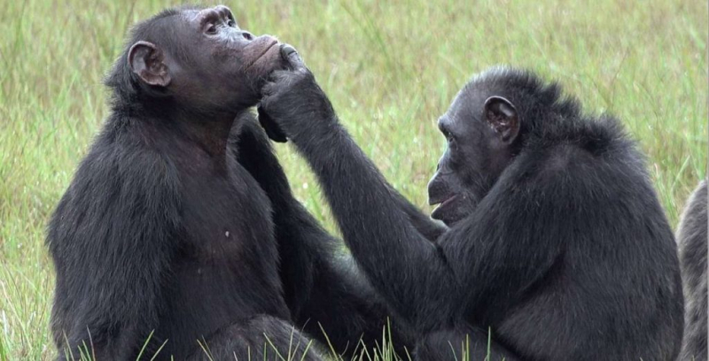 Via: Bonobo Conservation Initiative