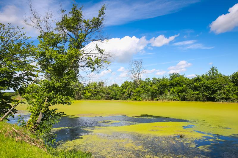 Bosut River (photo: https://www.dreamstime.com/)