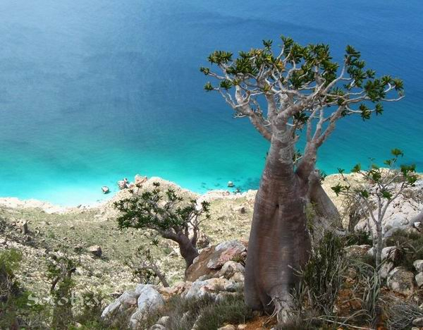 Photo:  Socotra Info