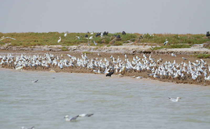 Photo: kuwaitbirds