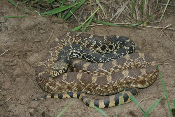 Photo:  Wikipedia - Bull snake