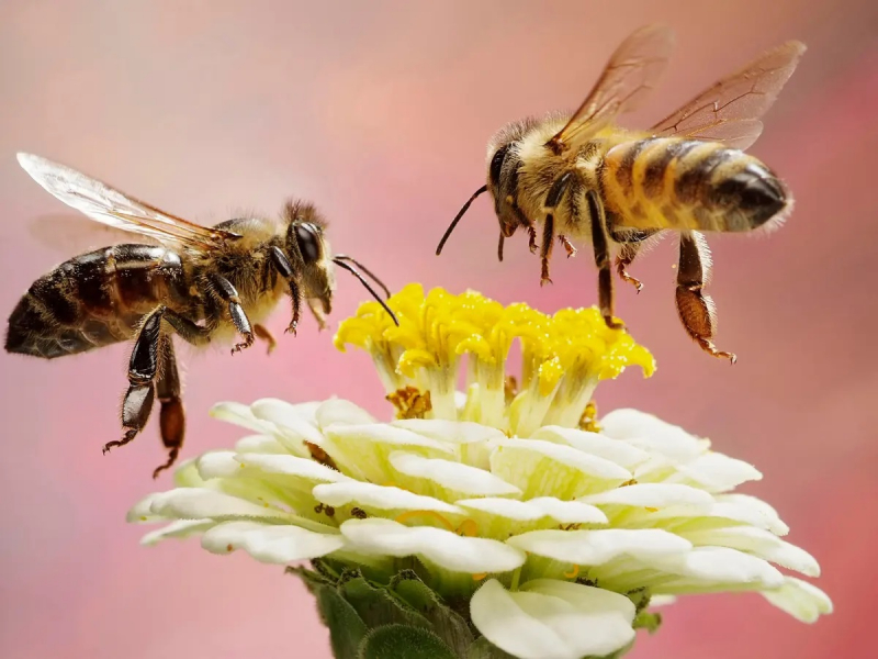 Buy organic and seasonal foods, use bee-friendly varieties