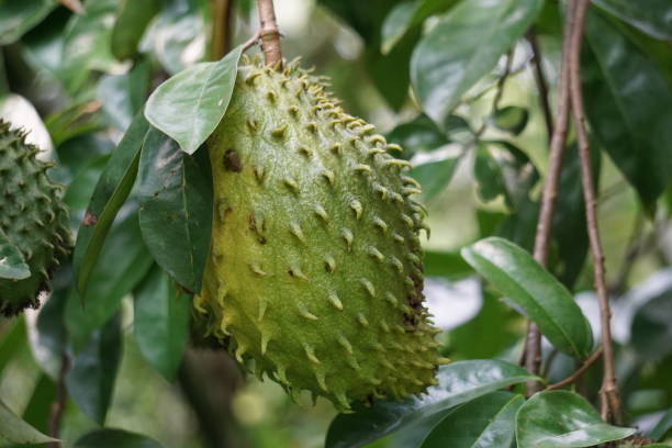 Can Help Reduce Your Stress Load and  Relieve Respiratory Tract Ailments