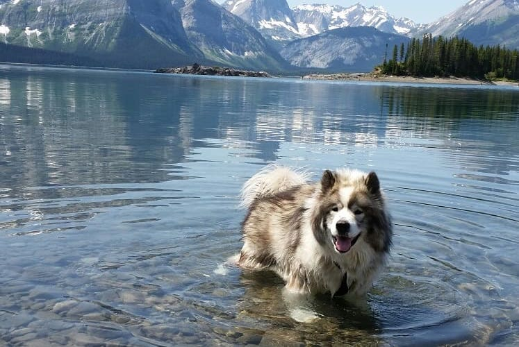 Canadian Eskimo Dog. Photo: post.bark.co