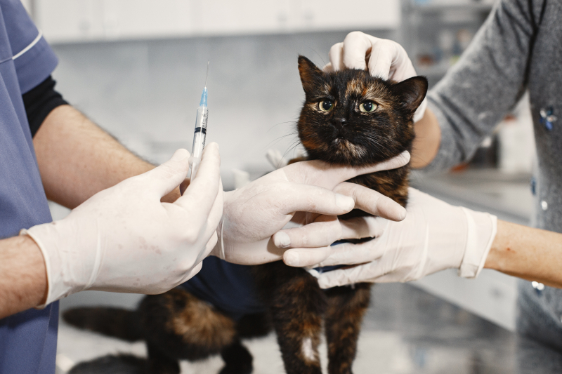 Photo by Gustavo Fring: https://www.pexels.com/photo/a-veterinarian-holding-am-injection-for-a-cat-6816869/