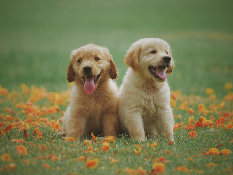 Photo by Chevanon Photography: https://www.pexels.com/photo/two-yellow-labrador-retriever-puppies-1108099/