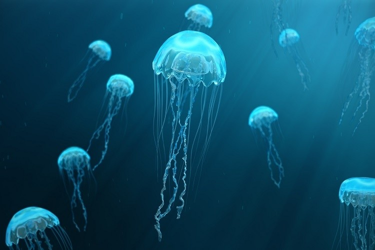 jellyfish.ie