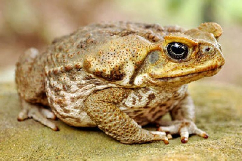 Photo:  Smithsonian Magazine - Cane toad