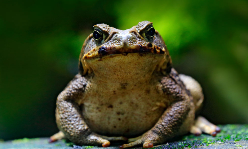Photo:  WWF-Australia - cane toad