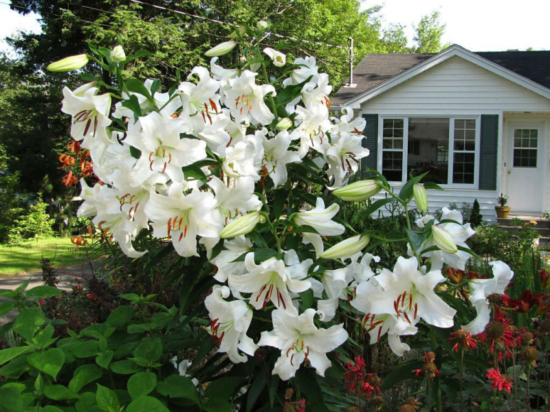 Casa Blanca Lily (photo:https://worldoffloweringplants.com/)