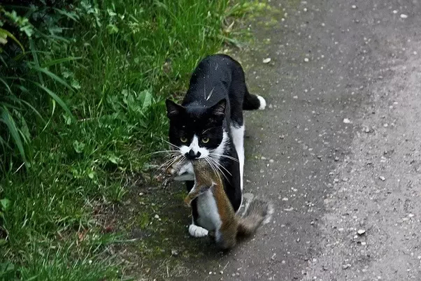 Photo:  Quora - A cat has begun killing squirrel