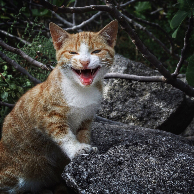 Photo:  Treehugger - Cat