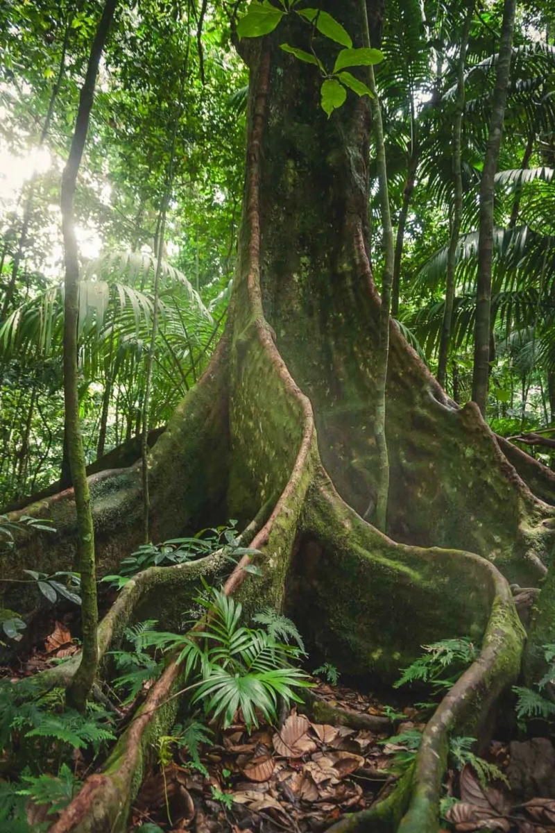 Central Forest Reserve National Park. Photo: theplanetd.com