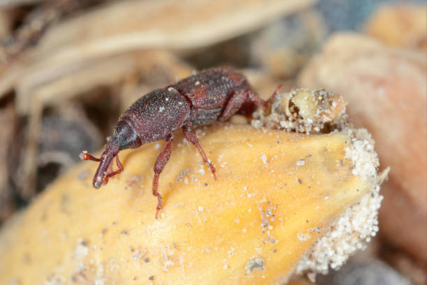 Cereal weevils are also beetles