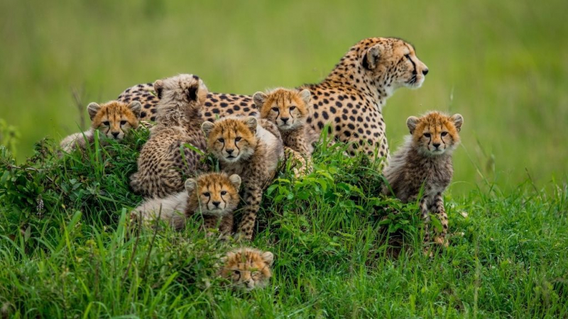 Photo:  Live Science - Cheetahs
